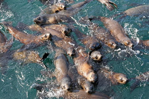 Phillip Island Seal-Watching Cruise - Phillip Island Accommodation 4