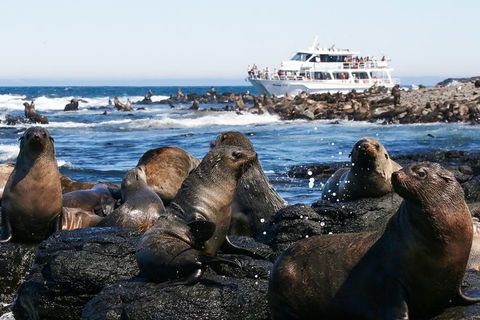 Phillip Island Seal-Watching Cruise - Phillip Island Accommodation 5