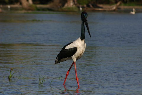 Litchfield And Jumping Crocodiles Full Day Trip From Darwin - Phillip Island Accommodation 1