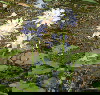 Yellow Water Cruise - Kakadu - Phillip Island Accommodation
