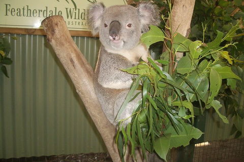 Blue Mountains Private Tour With Wildlife Park And River Cruise - Phillip Island Accommodation 5