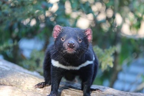 1-Hour Tasmanian Devil Feeding Day Tour At Cradle Mountain - Phillip Island Accommodation 1