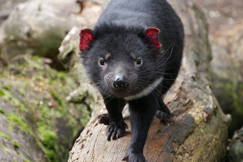 1-Hour Tasmanian Devil Feeding Day Tour At Cradle Mountain - Phillip Island Accommodation 4