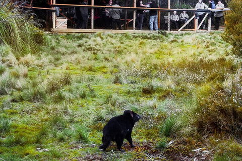 1-Hour Tasmanian Devil Feeding Day Tour At Cradle Mountain - Phillip Island Accommodation 5