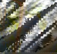 Healesville Sanctuary And Phillip Island Wildlife Bus Tour