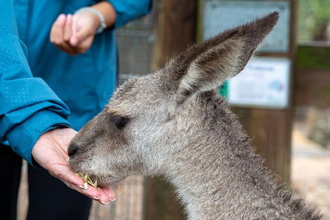 Private Blue Mountains Escape The Crowds SUV Tour - Phillip Island Accommodation 2