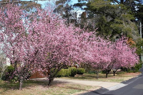 Blue Mountains - Phillip Island Accommodation 1