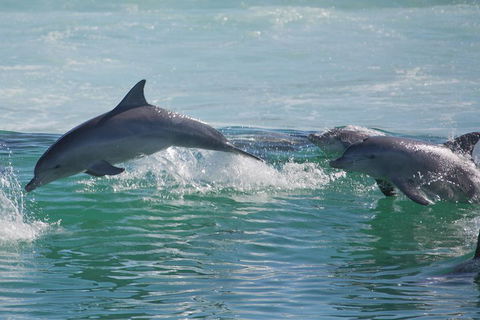 Private Port Stephens Day Trip From Sydney Including Dolphin Cruise - Phillip Island Accommodation 1