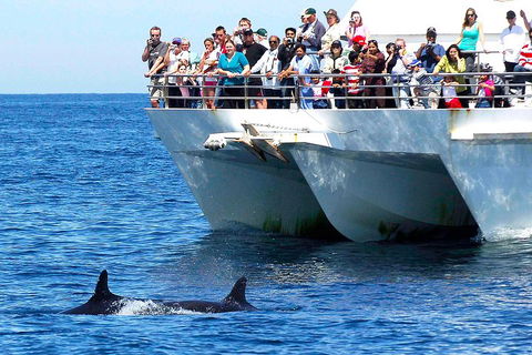 Private Port Stephens Day Trip From Sydney Including Dolphin Cruise - Phillip Island Accommodation 2