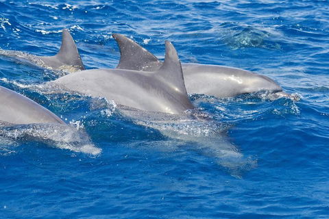 Private Port Stephens Day Trip From Sydney Including Dolphin Cruise - Phillip Island Accommodation 4