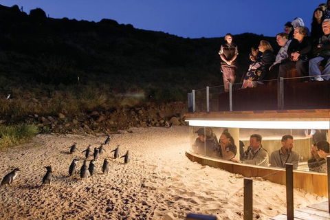 Wilson's Promontory & Phillip Island - 'Prom & Penguins' Tour - Phillip Island Accommodation 3