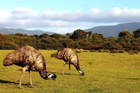 Wilson's Promontory & Phillip Island - 'Prom & Penguins' Tour - Phillip Island Accommodation 4