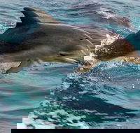 1.5HR Mudjimba Island Wildlife Safari