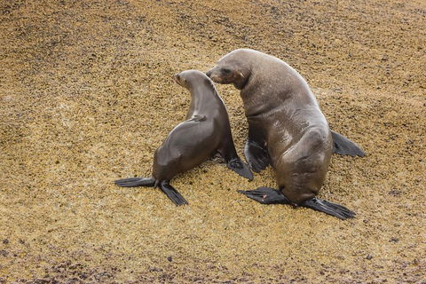 Wilsons Promontory Wilderness Cruise From Tidal River - Phillip Island Accommodation 2
