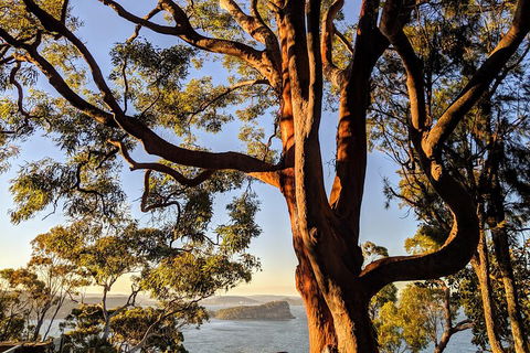 Manly & Sydney's Northern Beaches With 'Personalised Sydney Tours' - Phillip Island Accommodation 4