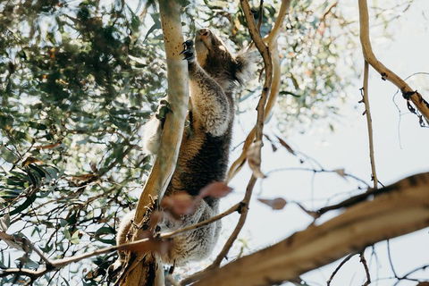 Small-Group Guided Yarra Valley Winery Tour With Wine Tasting - Phillip Island Accommodation 5