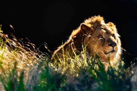Sydney Taronga Zoo General Entry Ticket - Phillip Island Accommodation 0