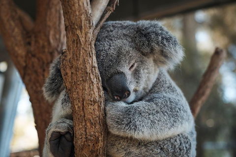Sydney Taronga Zoo General Entry Ticket - Phillip Island Accommodation 3