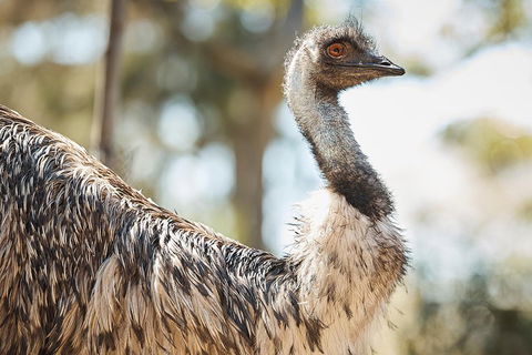 Sydney Taronga Zoo General Entry Ticket - Phillip Island Accommodation 4