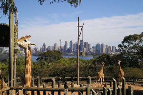 Sydney Taronga Zoo's Australian Animals Tour - Phillip Island Accommodation 4