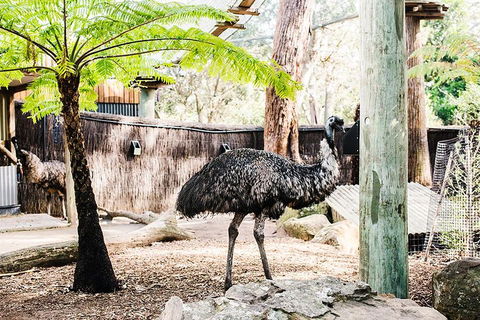 Sydney Taronga Zoo General Entry Ticket And Wild Australia Experience - Phillip Island Accommodation 0