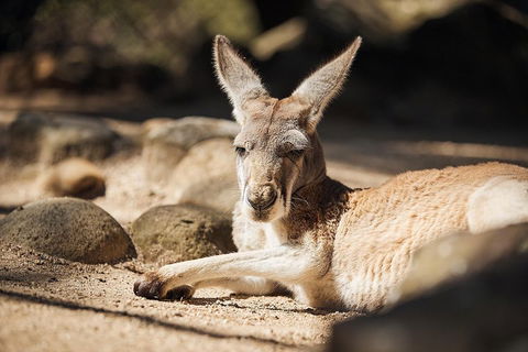Sydney Taronga Zoo General Entry Ticket And Wild Australia Experience - Phillip Island Accommodation 3