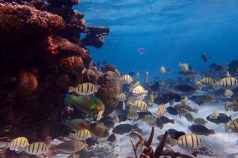 Lagoon Explorer - Ningaloo Reef Full-Day Kayaking And Snorkeling Adventure - Phillip Island Accommodation 2