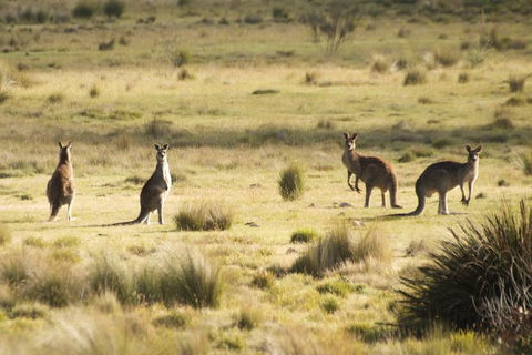 From The Mountains To The Bay - 4 Day Rediscovery Small Group Tour - Phillip Island Accommodation 4