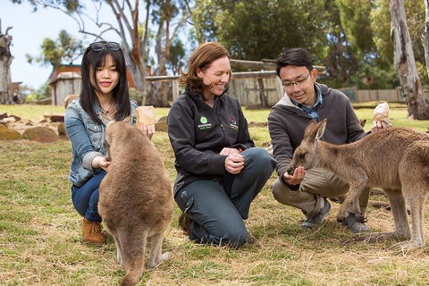 Bonorong Wildlife Park And Richmond Afternoon Tour From Hobart - Phillip Island Accommodation 1