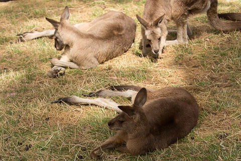 Bonorong Wildlife Park And Richmond Afternoon Tour From Hobart - Phillip Island Accommodation 3