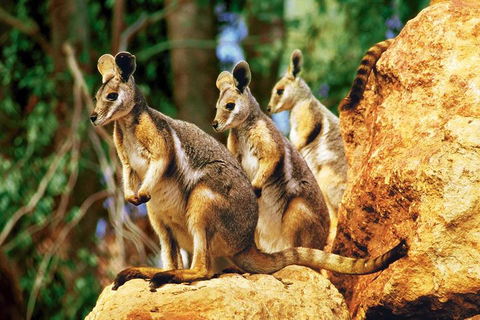 Sydney Harbour Hop On Hop Off Cruise With Taronga Zoo Entry - Phillip Island Accommodation 4