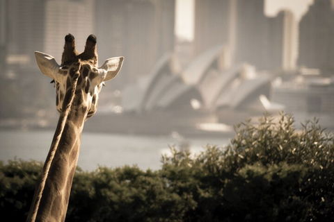 Sydney Harbour Hop On Hop Off Cruise With Taronga Zoo Entry - Phillip Island Accommodation 5