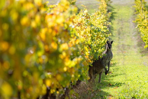 Margaret River 3 Day Escape - Phillip Island Accommodation 4