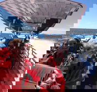 Adventure Rottnest Tour with Ferry  Adventure Cruise from Perth or Fremantle - Phillip Island Accommodation