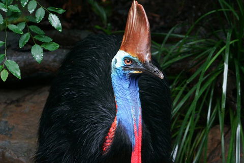Cape Tribulation, Daintree Rainforest And Wildlife Tour - Phillip Island Accommodation 5