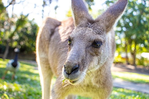 Virtual Interactive Australian Wildlife Tour With Private Guide-Wildlife Habitat - Phillip Island Accommodation 2