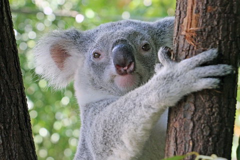 Virtual Interactive Australian Wildlife Tour With Private Guide-Wildlife Habitat - Phillip Island Accommodation 3