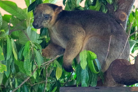 Virtual Interactive Australian Wildlife Tour With Private Guide-Wildlife Habitat - Phillip Island Accommodation 4
