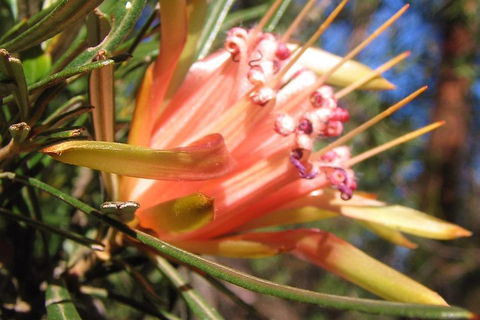 Small-Group Blue Mountains Tour With Bush Walks And Featherdale Wildlife Park - Phillip Island Accommodation 4