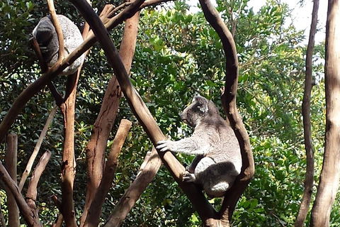 Small-Group Blue Mountains Tour With Bush Walks And Featherdale Wildlife Park - Phillip Island Accommodation 5