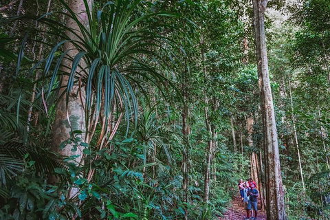 Atherton Tablelands Rain Forest By Night From Cairns - Phillip Island Accommodation 0