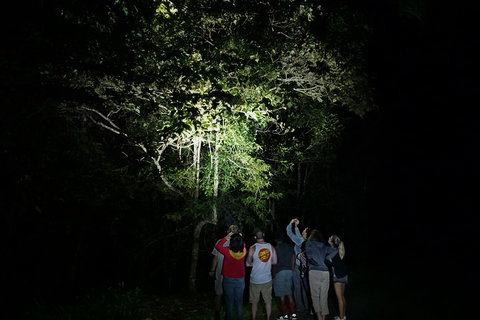 Atherton Tablelands Rain Forest By Night From Cairns - Phillip Island Accommodation 2