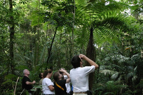 Atherton Tablelands Rain Forest By Night From Cairns - Phillip Island Accommodation 3