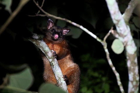 Atherton Tablelands Rain Forest By Night From Cairns - Phillip Island Accommodation 4