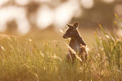 Sunset Blue Mountains Wilderness & Wildlife Tour Without The Crowds - Phillip Island Accommodation 0