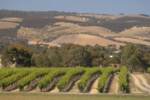 McLaren Vale And Glenelg Wine Tasting And Sightseeing (Half-day Afternoon) - Phillip Island Accommodation 2