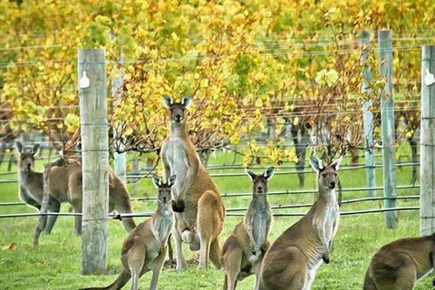 Margaret River Indulge And Discover Day Tour - Phillip Island Accommodation 0