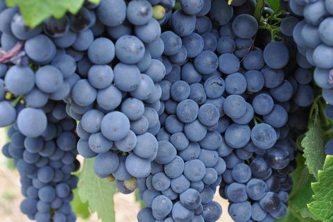 Adelaide Hills Day Tour. Winery Cellar Doors - Phillip Island Accommodation 3