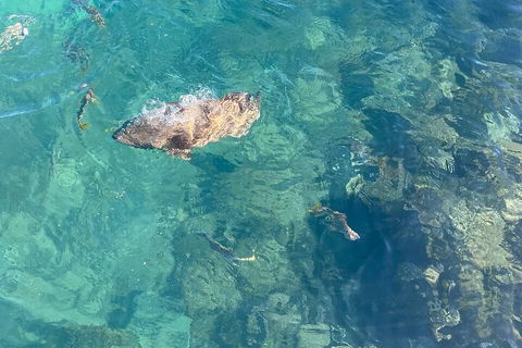 Aquascene Magnetic Island Discovery Tour - Phillip Island Accommodation 1