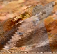 Australian animals Seascape and Sunset Photography Tour